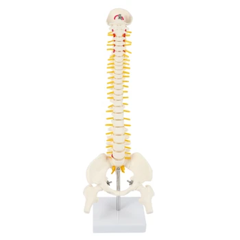 45 cm Prilagodljiv 1:1 Odrasla oseba Ledvenih Krivljenja Hrbtenice Model Ljudi Skelet Modela s Hrbtenico Disk Medenico Model se Uporablja za Masažo ,Jogo
